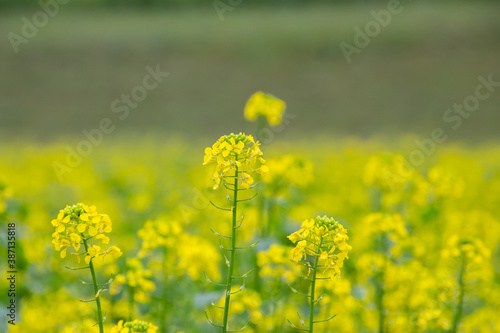 Field with yellow flowers of rapeseed, also called Brassica napus or Raps © Robert Knapp