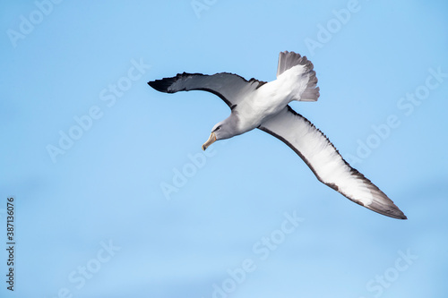 Salvin's Albatross, Thalassarche salvini photo