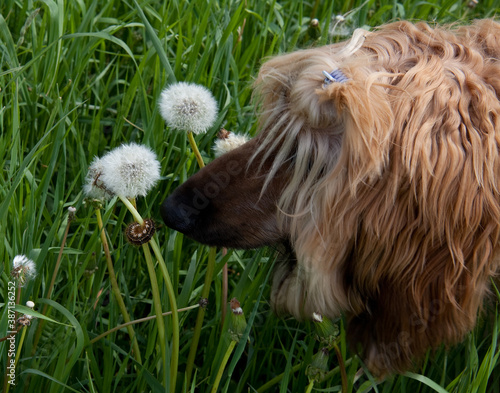 dog in the grass