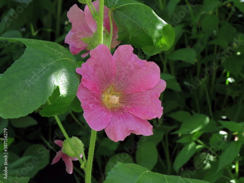 Lilac mallow flower among green leaves