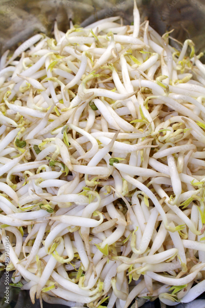 The mung bean sprouts, an important part in many Asian dishes The mung bean sprouts, an important part in many Asian dishes