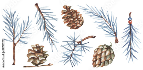 Set of separated watercolor elements  spruce branches cones. 