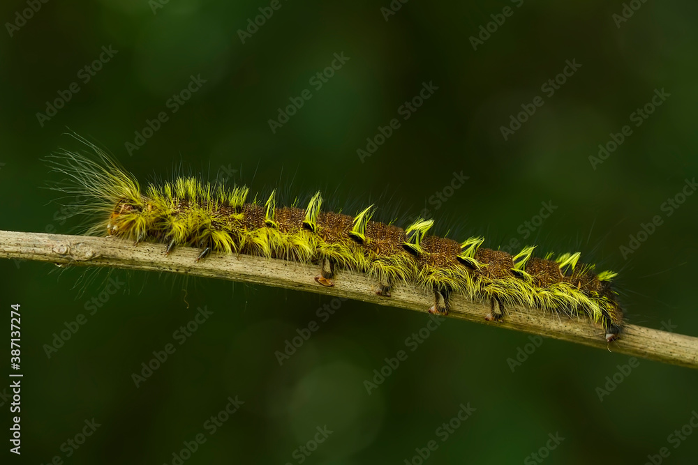 Yellow Hairy Caterpillar on Unique Tendril and Leaf of Plant Yellow Hairy Caterpillar on Unique Tendril and Leaf of Plant