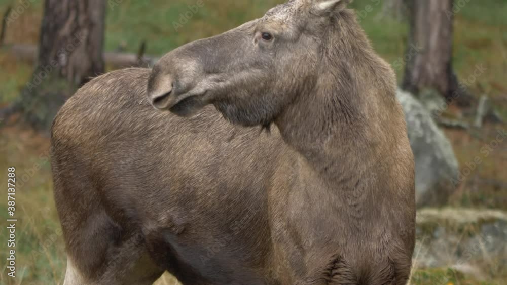 Medium long shot of moose/elk raising its head being attentive to the surroundings in a wet forest. Medium long shot of moose/elk raising its head being attentive to the surroundings in a wet forest.