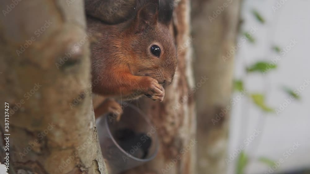 Red Squirrel Enjoying Snack While Sitting On A Tree Branch. - Close up shot Red Squirrel Enjoying Snack While Sitting On A Tree Branch. - Close up shot