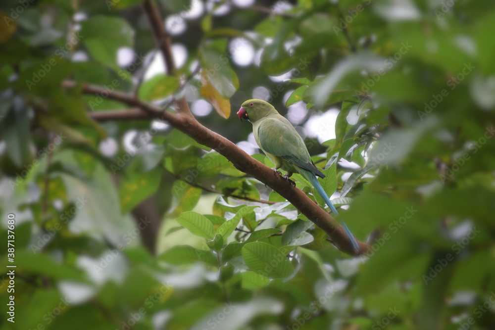 Fototapeta premium selective focus on a bird(Parrot)stands on a tree branch ,closeup view