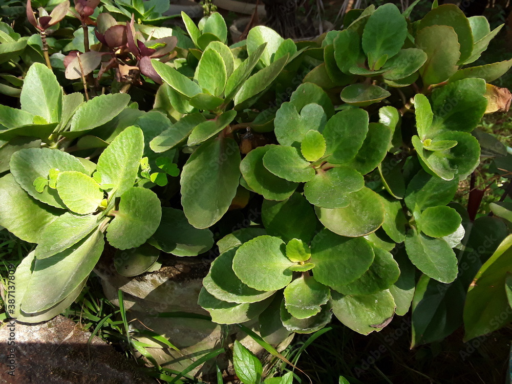 Jade trees are notorious for being easily grown. They can be grown by cutting the stalk or leaf. In the forests, branches and leaves often break and fall to the ground, and after few weeks, jade leaf Jade trees are notorious for being easily grown. They can be grown by cutting the stalk or leaf. In the forests, branches and leaves often break and fall to the ground, and after few weeks, jade leaf