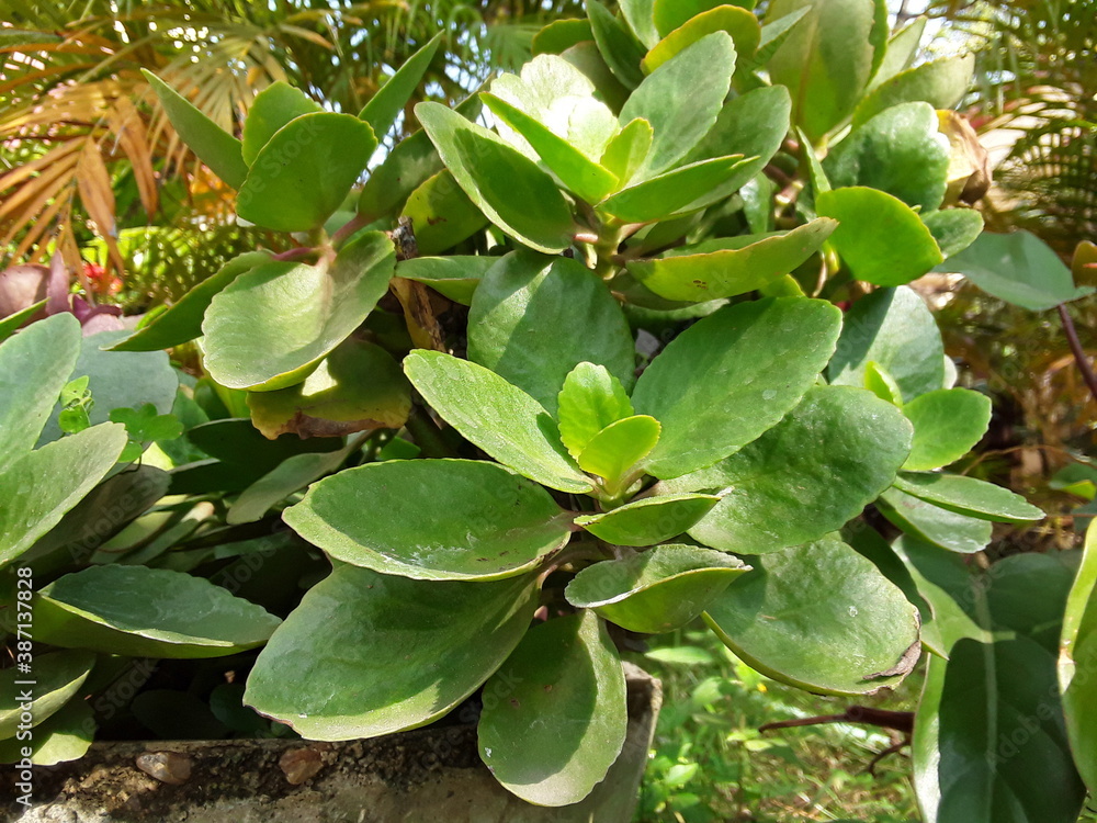 Fotografia do Stock Jade trees are notorious for being easily grown