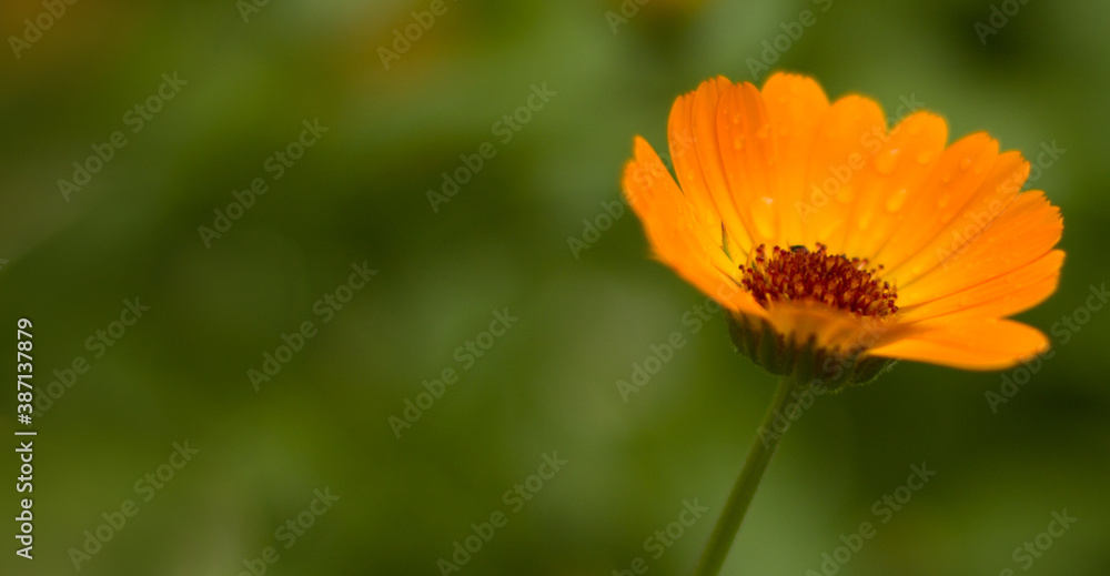 Blurry flower for background.Orange flower bokeh for background. Blurry flower for background.Orange flower bokeh for background.