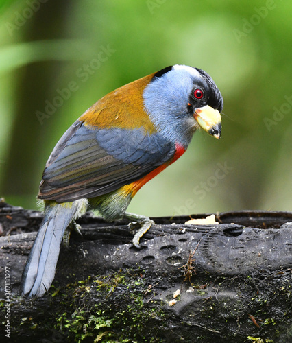 Toucan Barbet, Semnornis ramphastinus photo