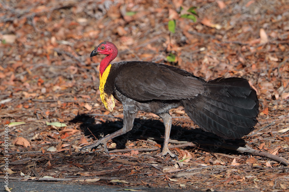 Obraz premium Australian Brushturkey, Alectura lathami