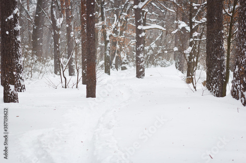Snow trail in the forest. Heavy snowfall.