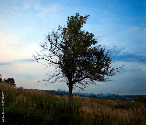 tree on a hill