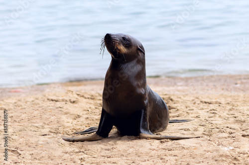 Close up of a baby seal with a blurred background