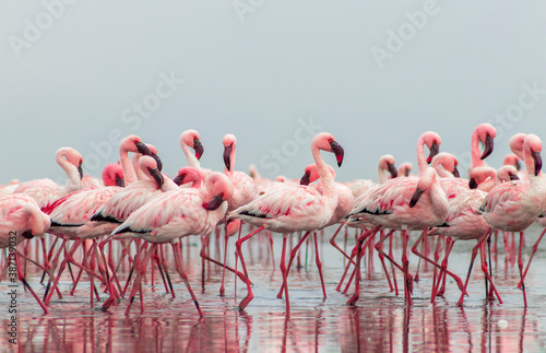 Close up of beautiful African flamingoes that are standing in still water with reflection