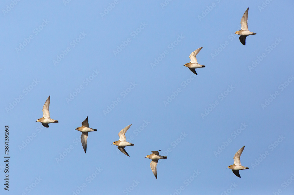 Obraz premium European Golden Plover, Pluvialis apricaria