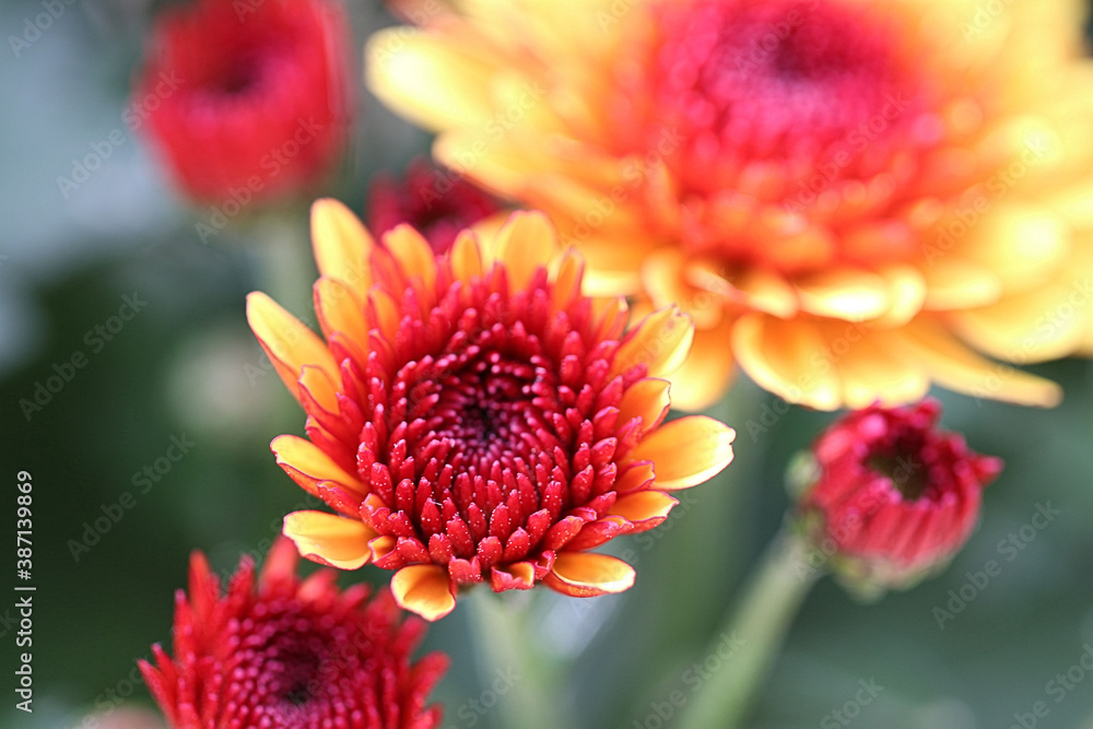 Hintergrund Herbst - Nahaufnahme einer Aster mit Textfreiraum Hintergrund Herbst - Nahaufnahme einer Aster mit Textfreiraum