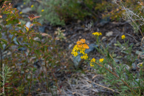 Beautiful orange spotted with black pattern butterfly sits on yellow flower among green and dry blue grass on Baikal meadow. Summer nature photo