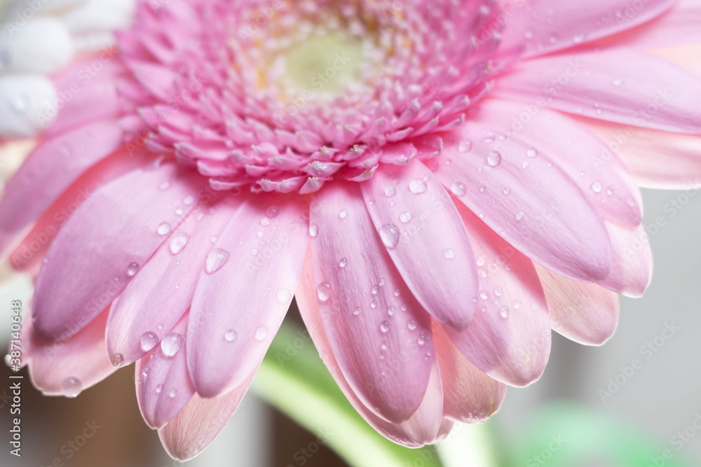 Macro photography of colorful flowers with droplets Macro photography of colorful flowers with droplets