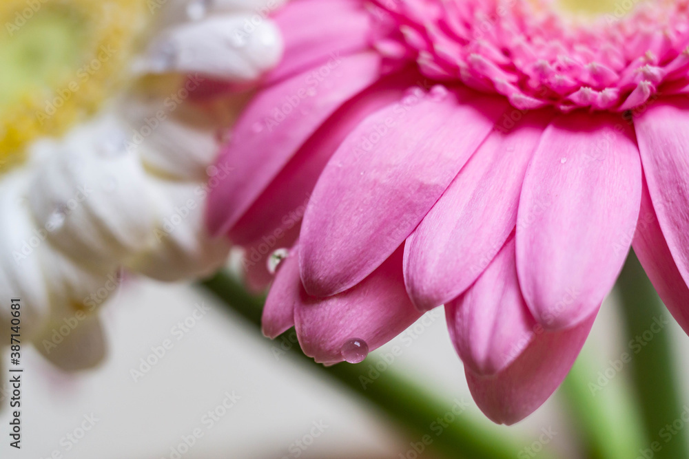 Obraz premium Macro photography of colorful flowers with droplets