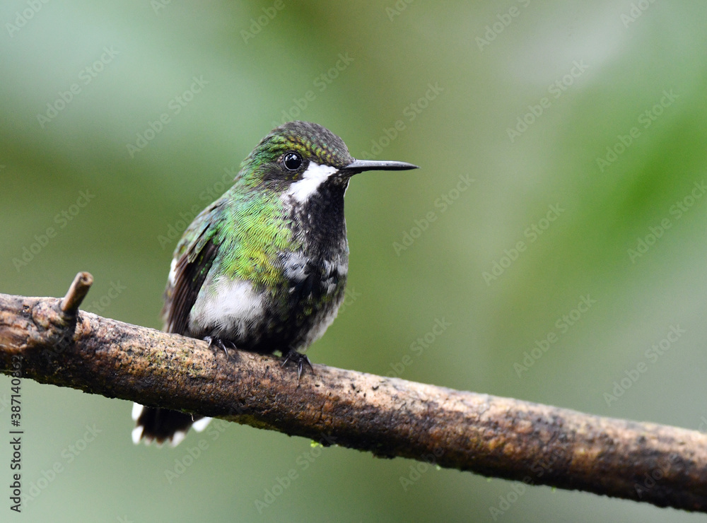 Fototapeta premium Green Thorntail, Discosura conversii