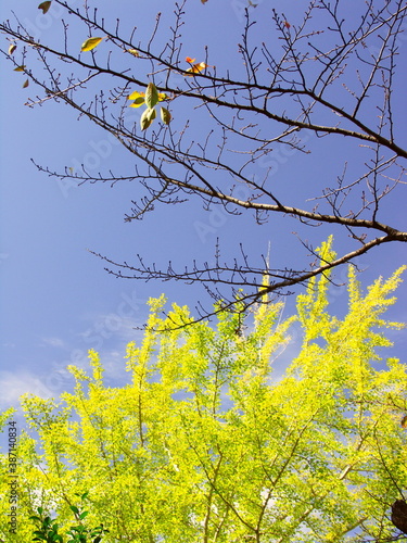 公園の桜の枯木と黄葉の銀杏