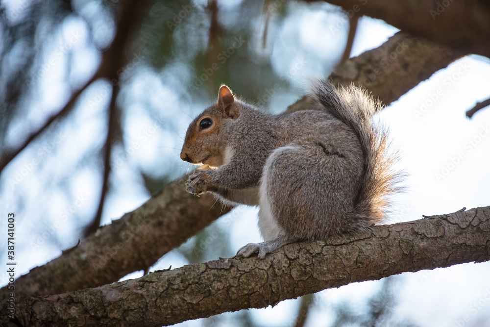 Easter Grey Squirrel sitting on a tree branch eating a nut Easter Grey Squirrel sitting on a tree branch eating a nut