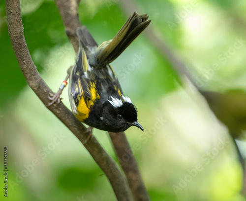 Stitchbird, Notiomystis cincta photo