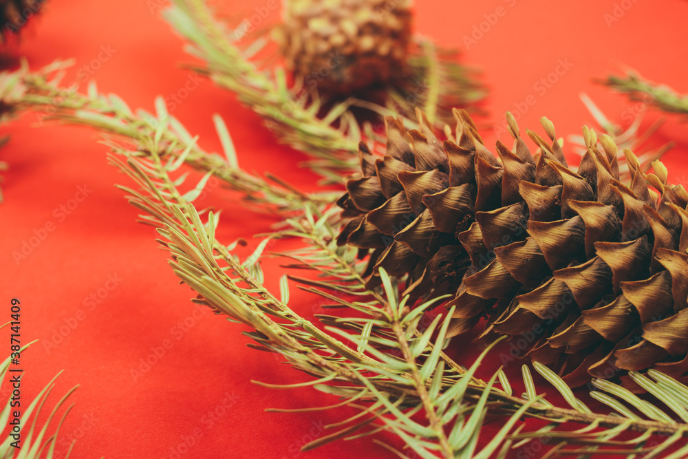 Fototapeta premium Pine cones and fir tree branch on a red background.