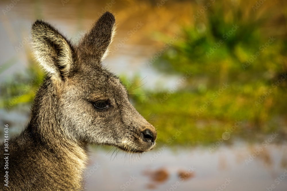 Kangaroo Head