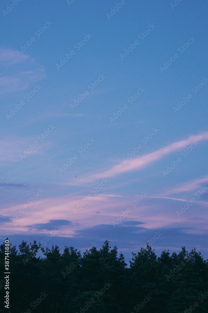 Beautiful sunset over the forest with pink clouds.