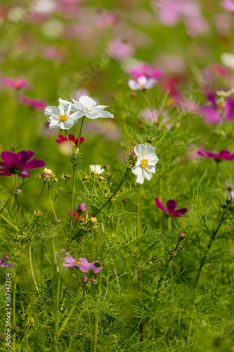 コスモス満開の花畑の風景 © zheng qiang