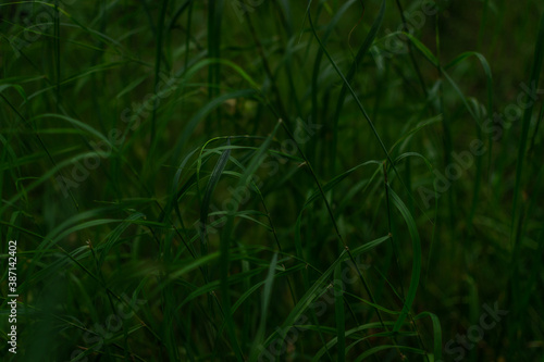 Green longitudinal long dense grass on thin stem in the forest. Siberia nature