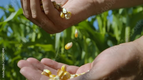 Corn Seed in Farmer Hands, Agriculture. Slow motion Farmer Hands Cupping Maize Kernels in Field After Harvest is Done. Closeup Farm Worker holding maize harvest cereal plant. Golden Corn Growing photo