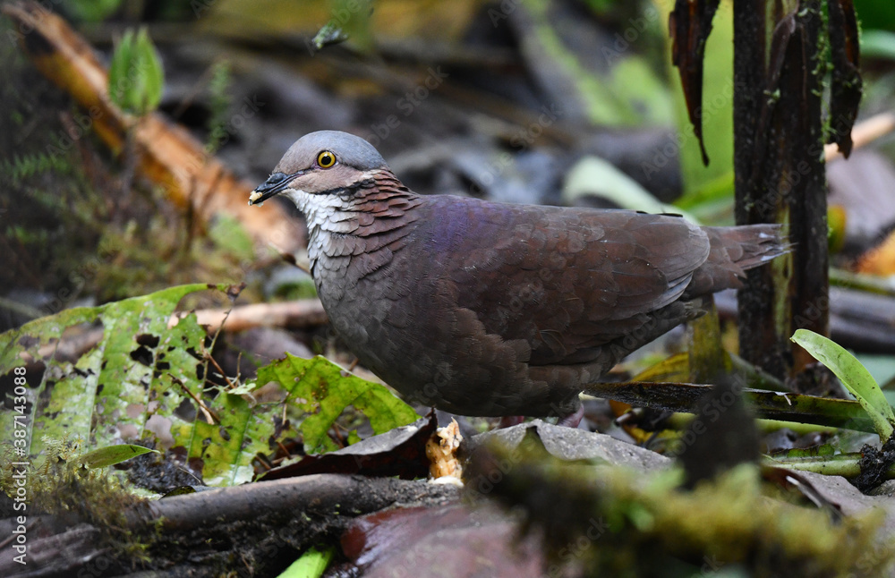 White-throated Quail-Dove, Zentrygon frenata White-throated Quail-Dove, Zentrygon frenata