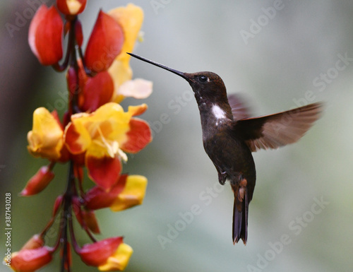 Brown Inca, Coeligena wilsoni photo