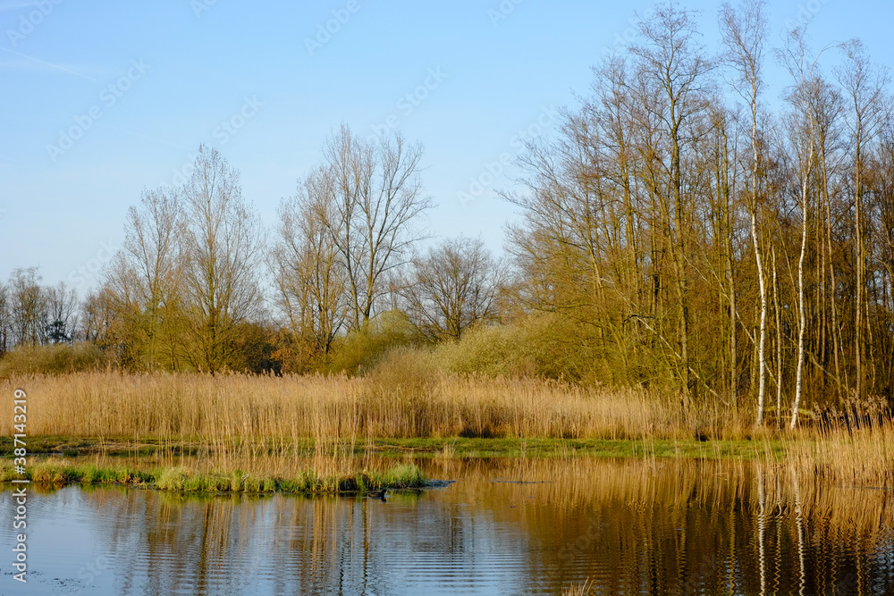 A view of a small pond located in the middle of a forested moor with meadow covered with shrubs in the foreground on a summer day. High quality photo