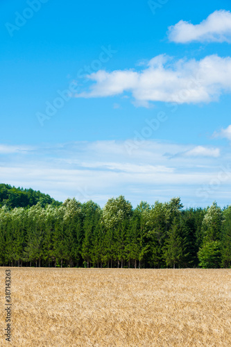 小麦畑と針葉樹