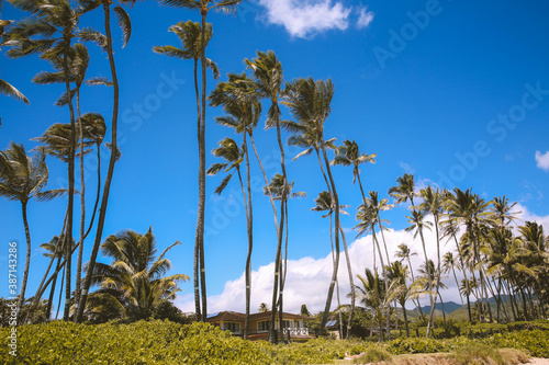 Palm trees, Hunakai Beach, Kahala, Honolulu,Oahu, Hawaii © youli