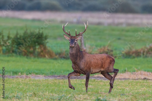 Red Deer (Cervus elaphus) looking forward