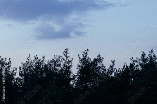 Forest landscape  crown of pine-trees and dramatic sky with dark clouds.