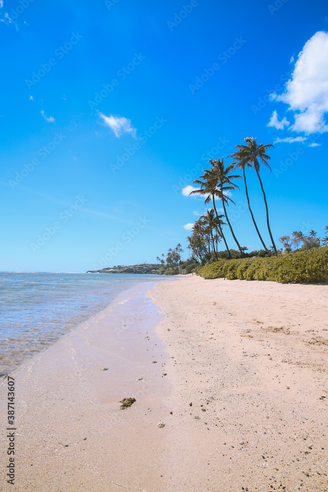 Palm trees, Hunakai Beach, Kahala, Honolulu,Oahu, Hawaii Palm trees, Hunakai Beach, Kahala, Honolulu,Oahu, Hawaii