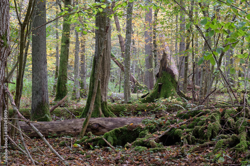 Wallpaper Mural Autumnal deciduous primeval stand Torontodigital.ca