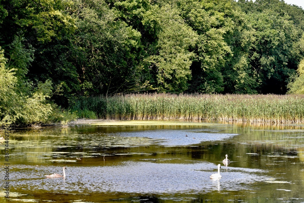 Cygnets on the lake, Coombe Abbey, England Cygnets on the lake, Coombe Abbey, England