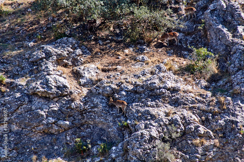 Cabras sobre la montaña escalado las rocas para buscar comida