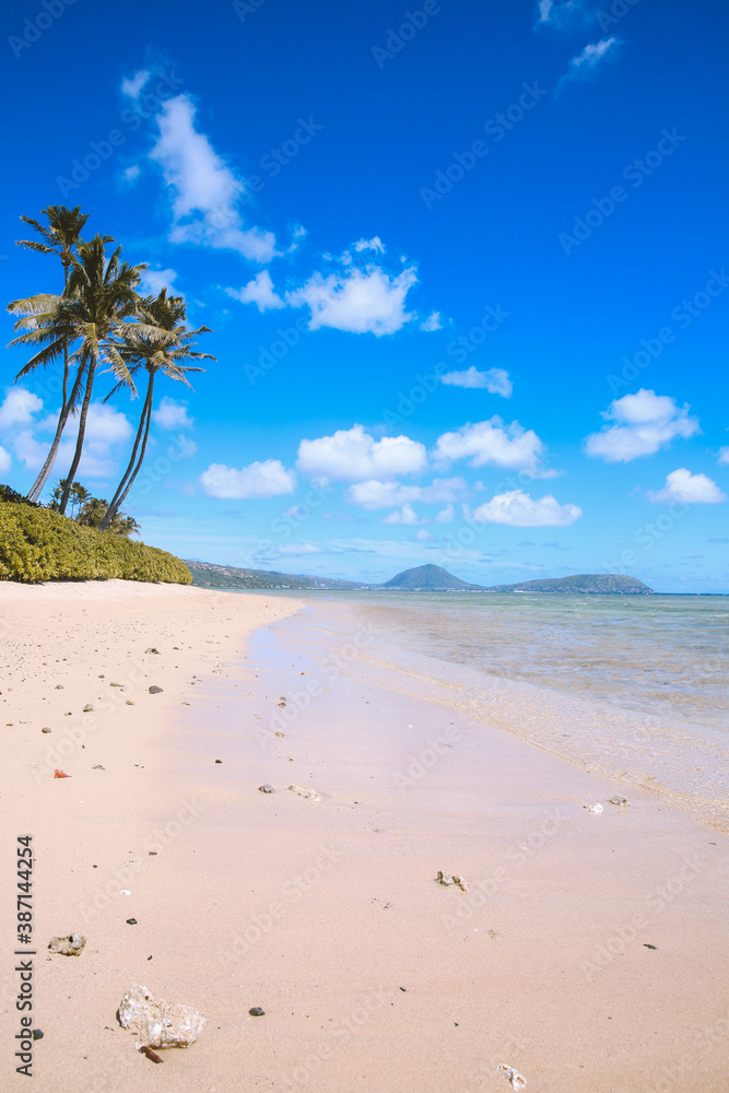 Palm trees, Hunakai Beach, Kahala, Honolulu,Oahu, Hawaii