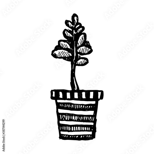 Houseplant in the flower pot. Vector hand drawn illustration. Home decoration. Contour doodle drawing