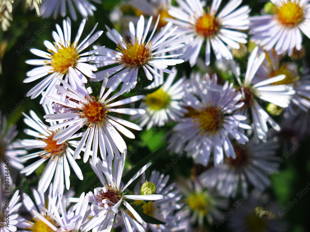 soft purple autumn daisies bloom before the first snow