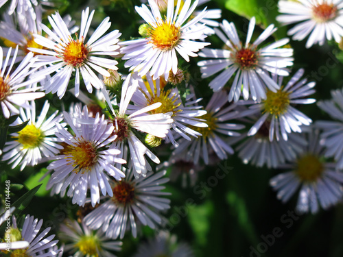 soft purple autumn daisies bloom before the first snow