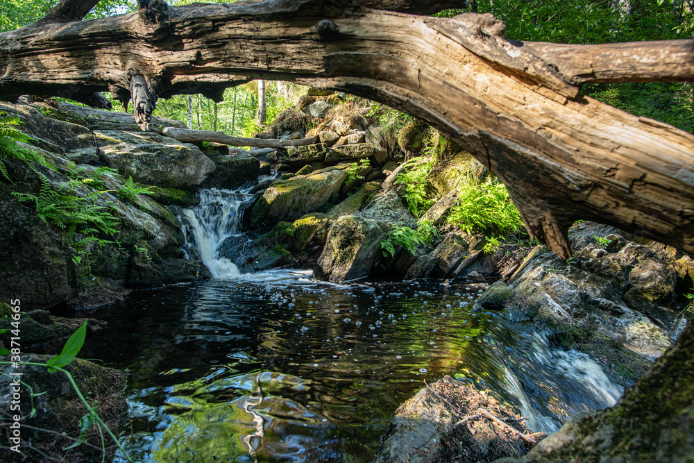 forest stream